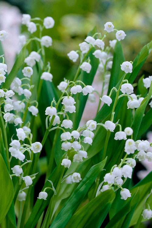  Lily Of The Valley (Convallaria Majalis) - 5 Pack Quart Pots