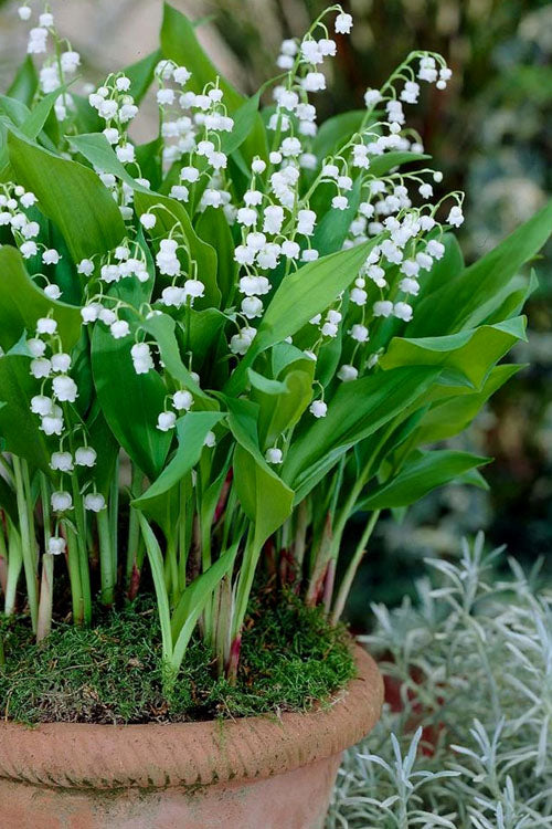  Lily Of The Valley (Convallaria Majalis) - 5 Pack Pint Pots