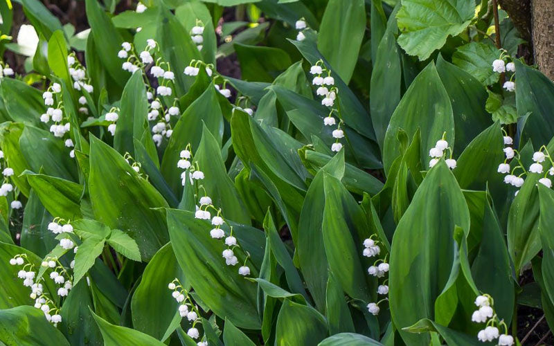  Lily Of The Valley (Convallaria Majalis) - 5 Pack Quart Pots