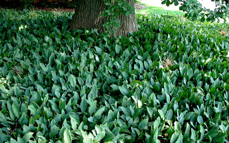  Lily Of The Valley (Convallaria Majalis) - 5 Pack Quart Pots