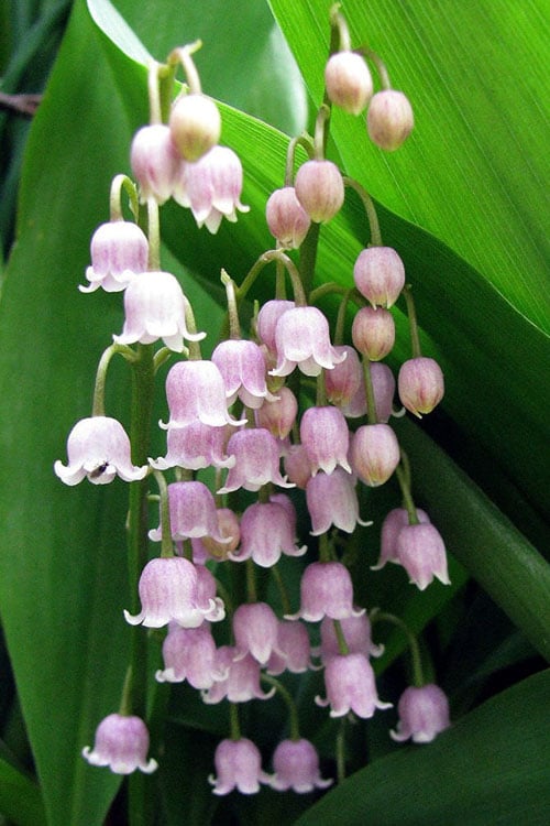  Pink Lily Of The Valley (Convallaria Majalis 'Rosea') - 1 Gallon Pot