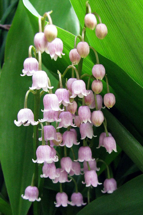  Pink Lily Of The Valley (Convallaria Majalis 'Rosea') - 1 Gallon Pot