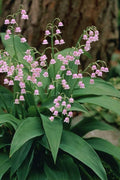 Pink Lily Of The Valley (Convallaria Majalis 'Rosea') - 1 Gallon Pot