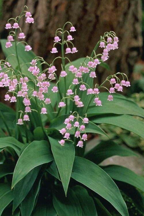  Pink Lily Of The Valley (Convallaria Majalis 'Rosea') - 1 Gallon Pot