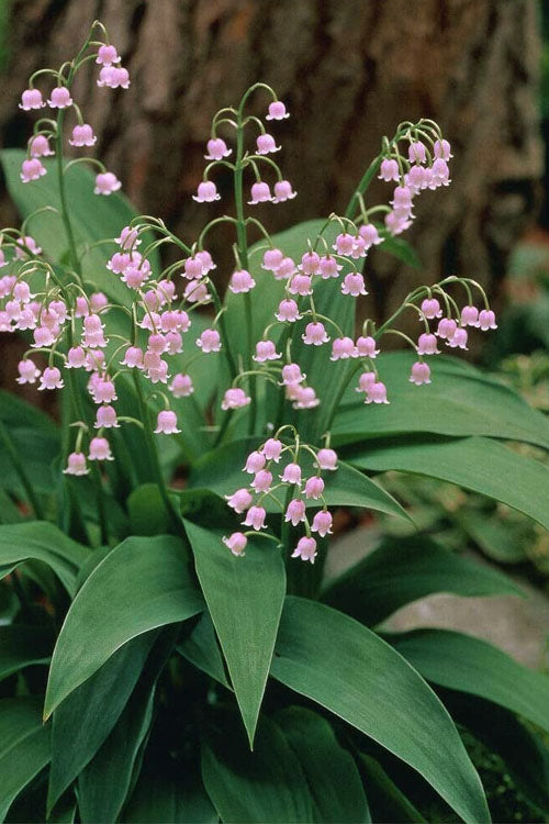  Pink Lily Of The Valley (Convallaria Majalis 'Rosea') - 1 Gallon Pot