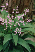  Pink Lily Of The Valley (Convallaria Majalis 'Rosea') - 1 Gallon Pot