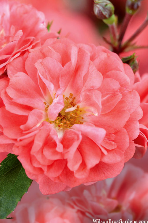  Coral Drift Groundcover Rose - 3 Gallon Pot