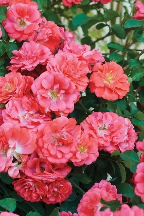  Coral Drift Groundcover Rose - 3 Gallon Pot