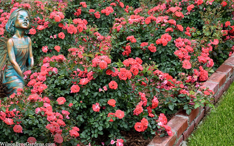  Coral Drift Groundcover Rose - 3 Gallon Pot