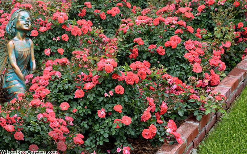  Coral Drift Groundcover Rose - 3 Gallon Pot