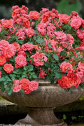  Coral Drift Groundcover Rose - 3 Gallon Pot