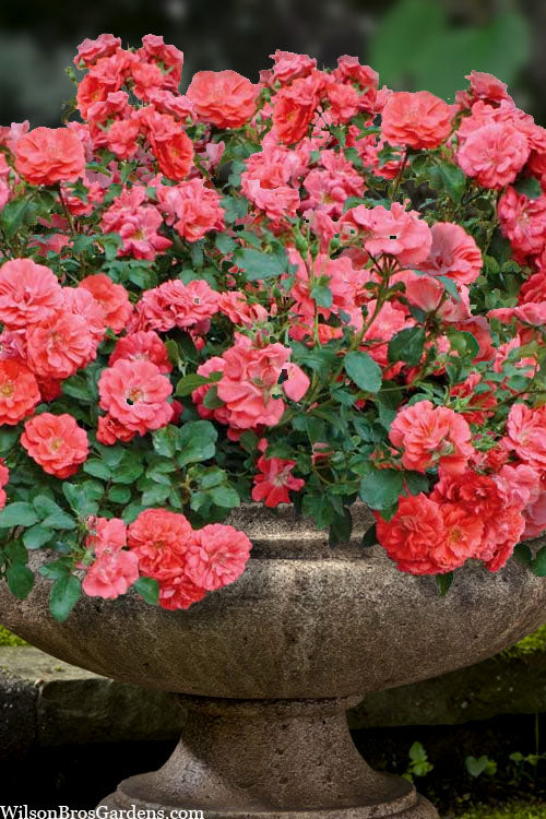  Coral Drift Groundcover Rose - 3 Gallon Pot