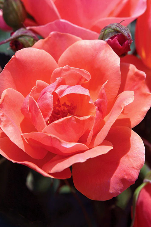  Coral Knock Out Rose - 1 Gallon Pot