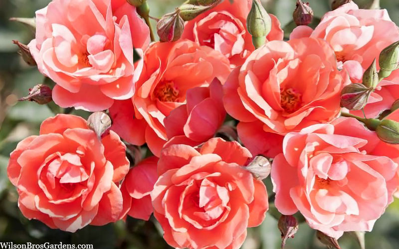 Coral Knock Out Rose - 1 Gallon Pot