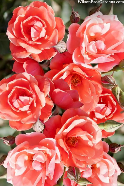 Coral Knock Out Rose - 3 Gallon Pot