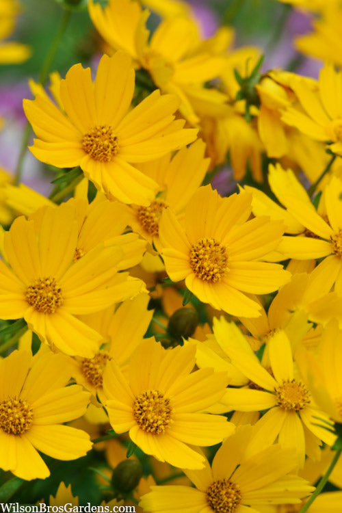  Dwarf Mouse Ear Coreopsis - 1 Gallon Pot