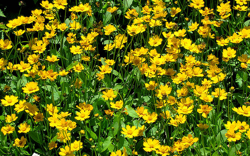  Dwarf Mouse Ear Coreopsis - 1 Gallon Pot