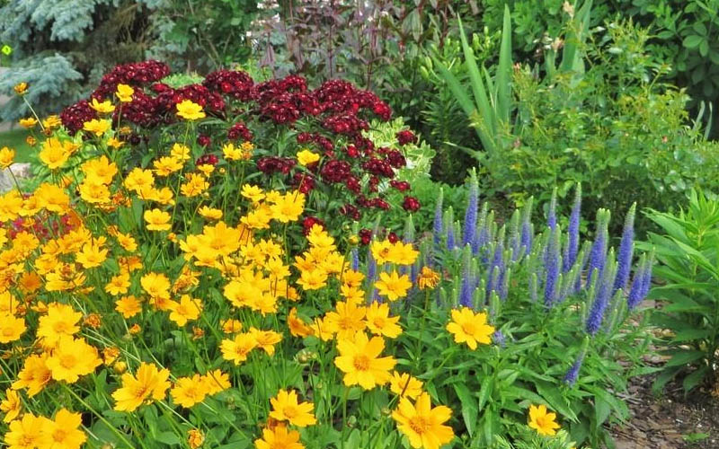  Dwarf Mouse Ear Coreopsis - 5 Pack Of Quart Pots