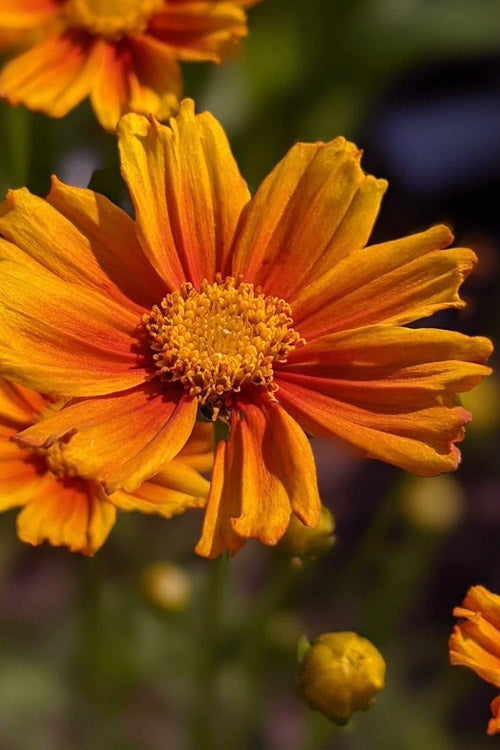  Darling Clementine Coreopsis - 5 Pack Of Quart Pots