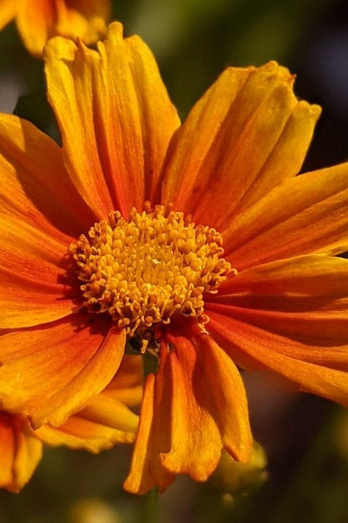  Darling Clementine Coreopsis - 1 Gallon Pot