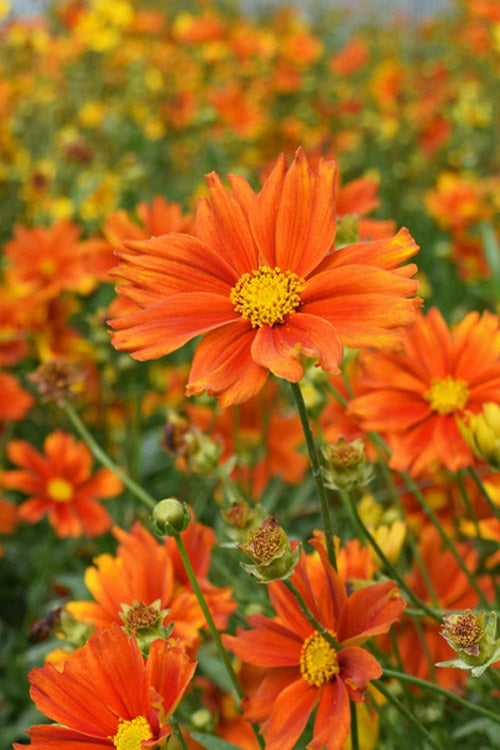  Darling Clementine Coreopsis - 5 Pack Of Quart Pots