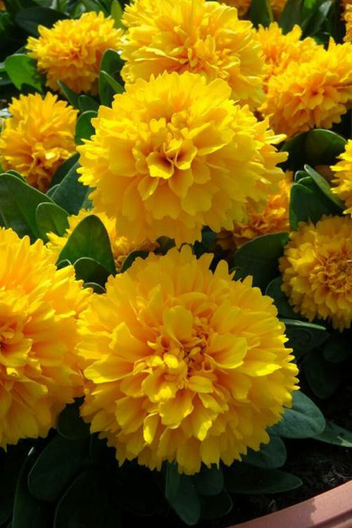  Solanna Golden Sphere Coreopsis - 5 Pack Of Quart Pots