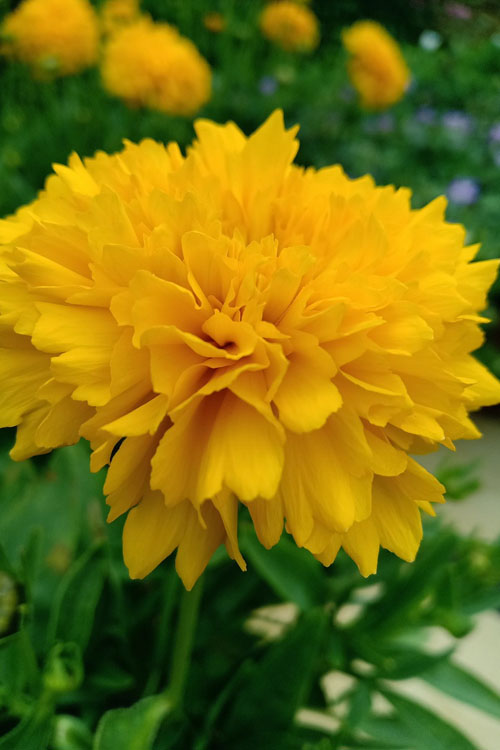  Solanna Golden Sphere Coreopsis - 5 Pack Of Quart Pots
