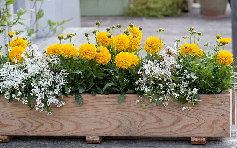  Solanna Golden Sphere Coreopsis - 5 Pack Of Quart Pots