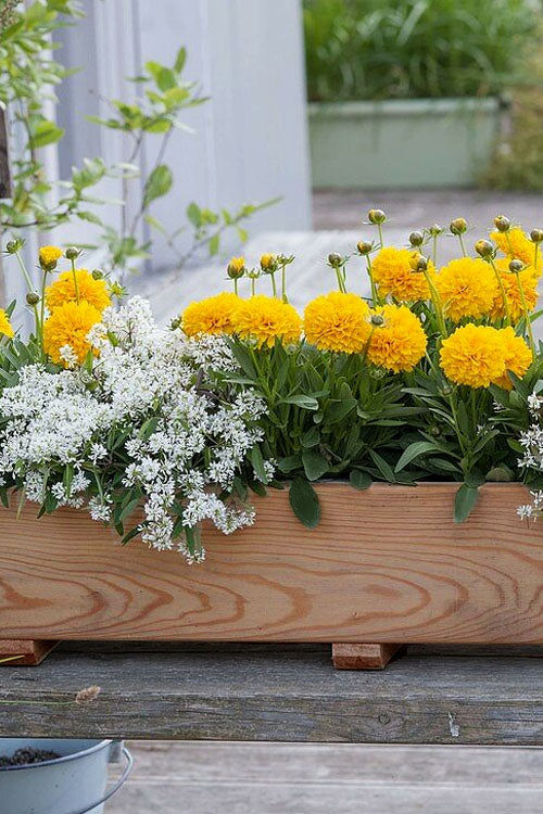  Solanna Golden Sphere Coreopsis - 5 Pack Of Quart Pots