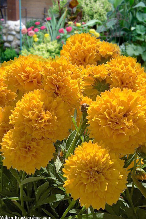  Solanna Golden Sphere Coreopsis - 5 Pack Of Quart Pots
