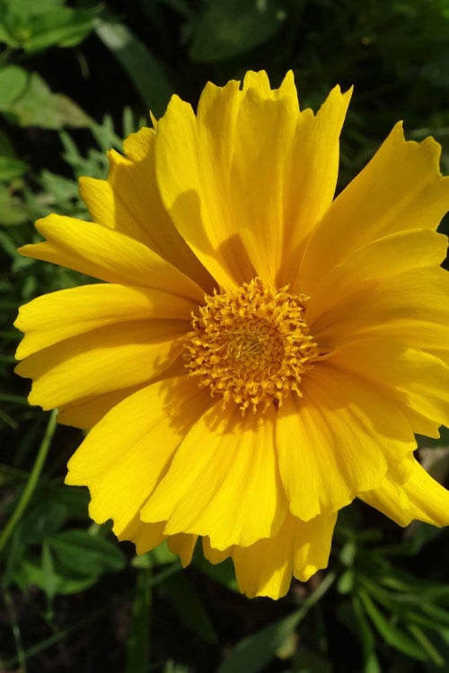  Lanceleaf Coreopsis (Tickseed) - 8 Pack Of 1 Gallon Pots