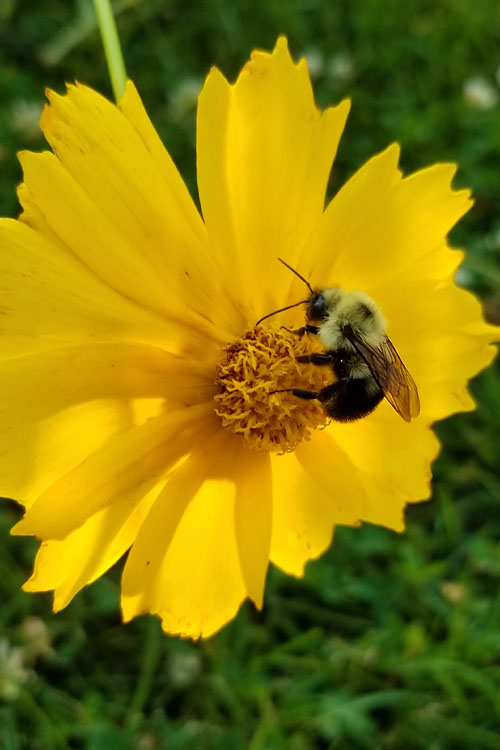  Lanceleaf Coreopsis (Tickseed) - 6 Pack Of 1 Gallon Pots