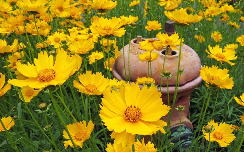  Lanceleaf Coreopsis (Tickseed) - 8 Pack Of 1 Gallon Pots