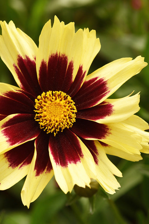  Super Star Coreopsis - 6-Pack Of 1 Gallon Pots