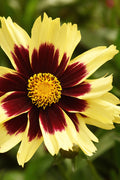  Super Star Coreopsis - 6-Pack Of 1 Gallon Pots