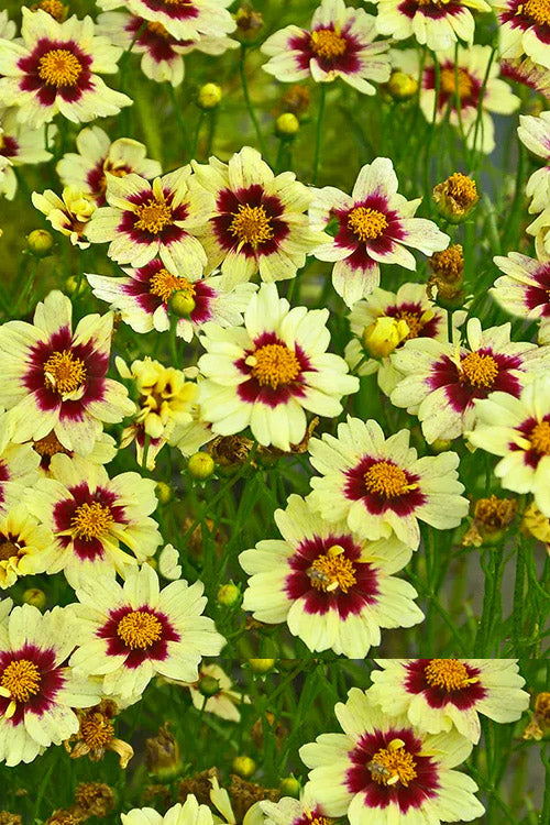  Super Star Coreopsis - 6-Pack Of 1 Gallon Pots