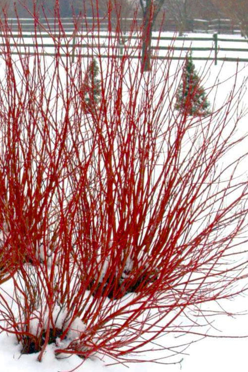  Ivory Halo Tatarian Dogwood (Cornus Alba) - 1 Gallon Pot