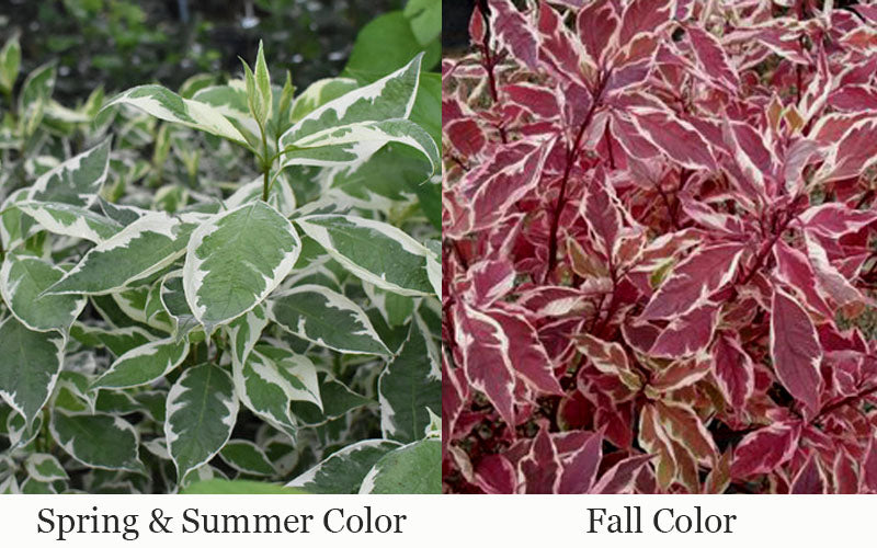  Ivory Halo Tatarian Dogwood (Cornus Alba) - 1 Gallon Pot