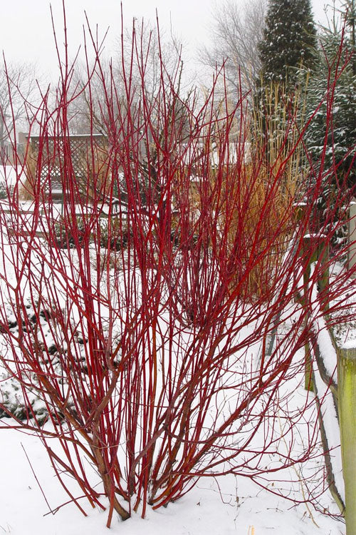  Ivory Halo Tatarian Dogwood (Cornus Alba) - 5 Gallon Pot