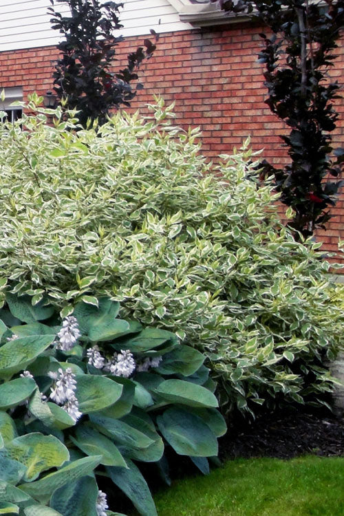  Ivory Halo Tatarian Dogwood (Cornus Alba) - 5 Gallon Pot