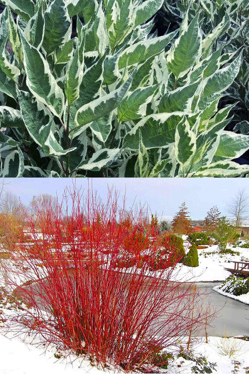  Ivory Halo Tatarian Dogwood (Cornus Alba) - 1 Gallon Pot
