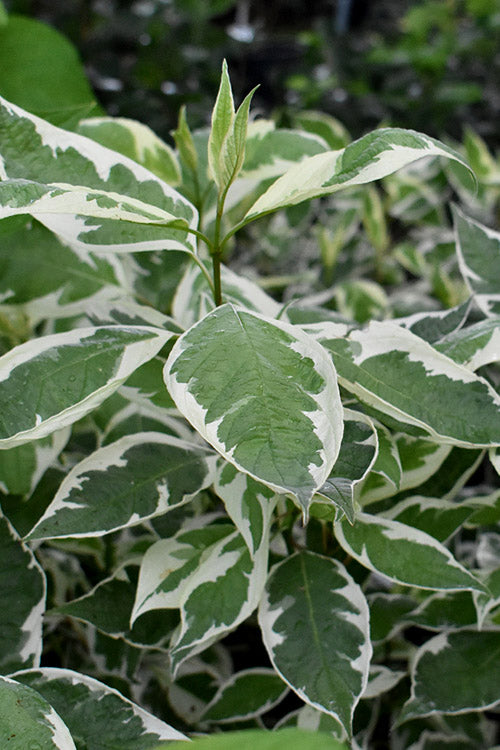  Ivory Halo Tatarian Dogwood (Cornus Alba) - 1 Gallon Pot
