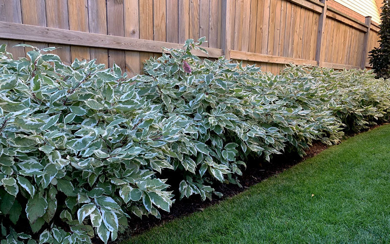  Ivory Halo Tatarian Dogwood (Cornus Alba) - 3 Gallon Pot