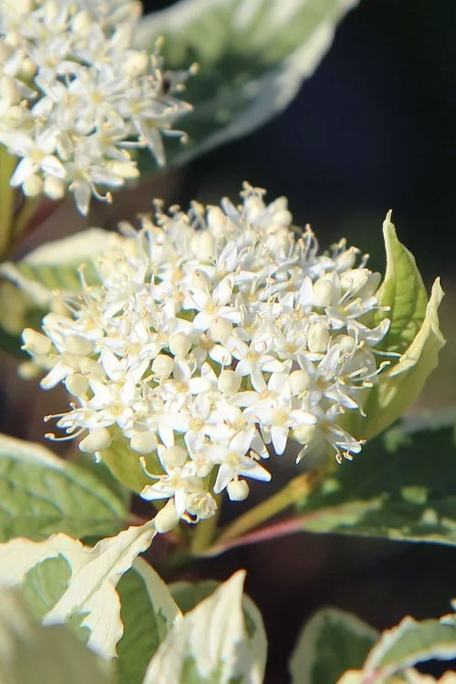  Ivory Halo Tatarian Dogwood (Cornus Alba) - 1 Gallon Pot