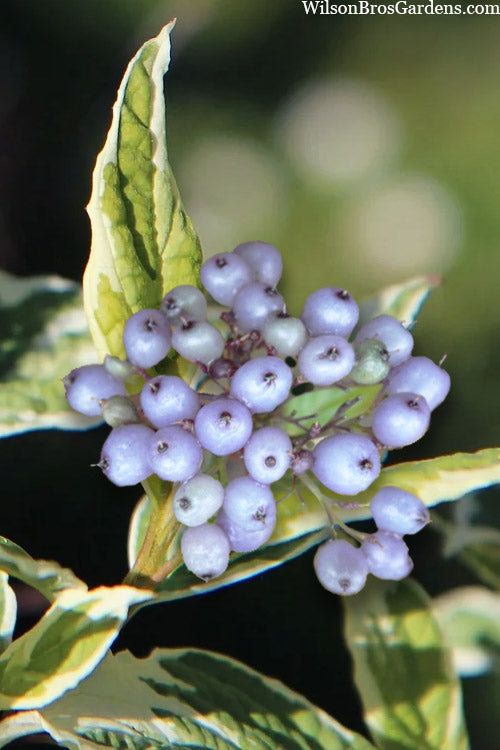  Ivory Halo Tatarian Dogwood (Cornus Alba) - 1 Gallon Pot
