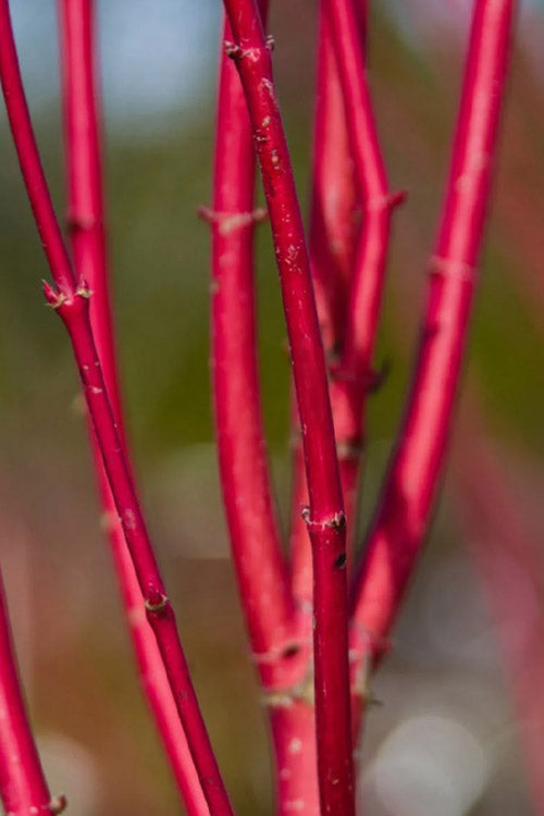  Ivory Halo Tatarian Dogwood (Cornus Alba) - 1 Gallon Pot