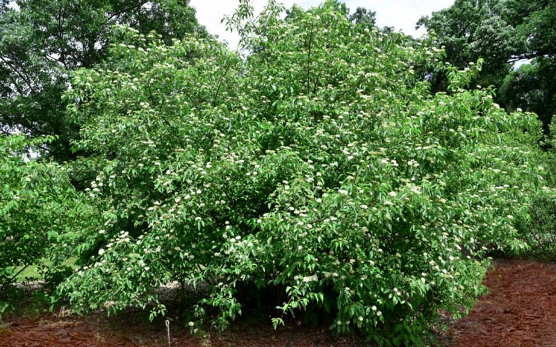  Silky Dogwood (Cornus Amonium) - 1 Gallon Pot