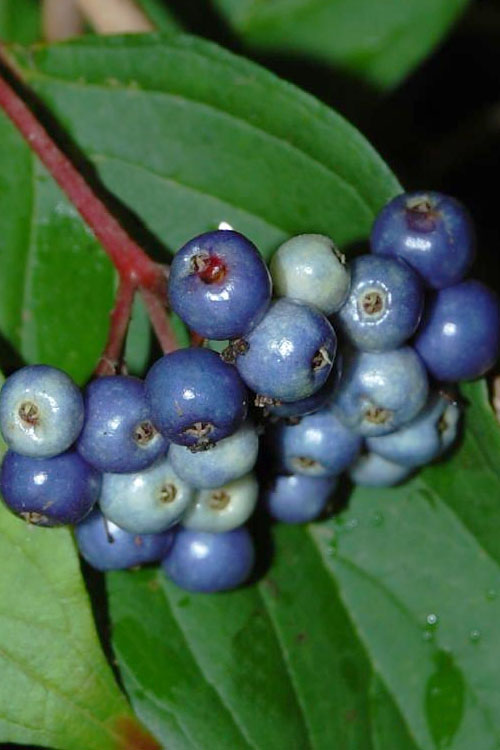  Silky Dogwood (Cornus Amonium) - 1 Gallon Pot