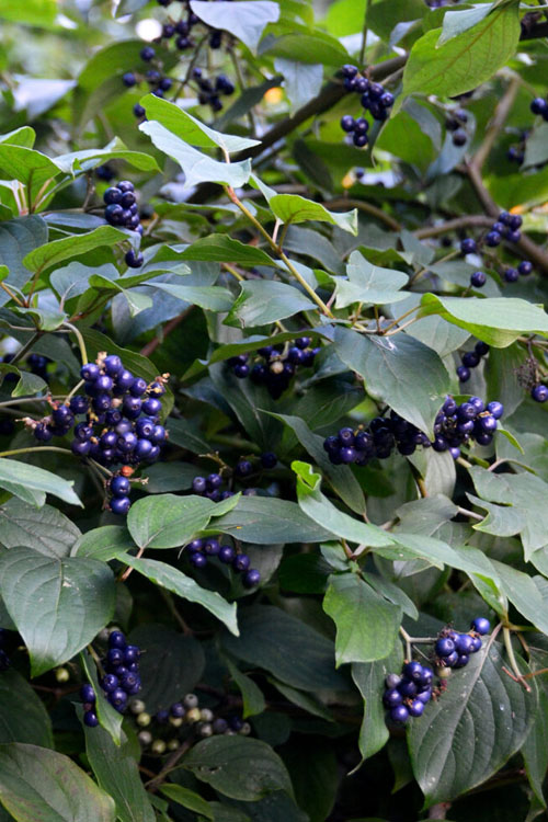  Silky Dogwood (Cornus Amonium) - 1 Gallon Pot