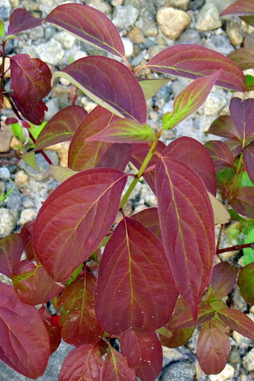  Silky Dogwood (Cornus Amonium) - 1 Gallon Pot